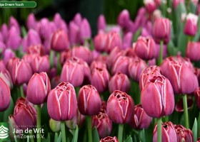 Tulipa Dream Touch ® (2)